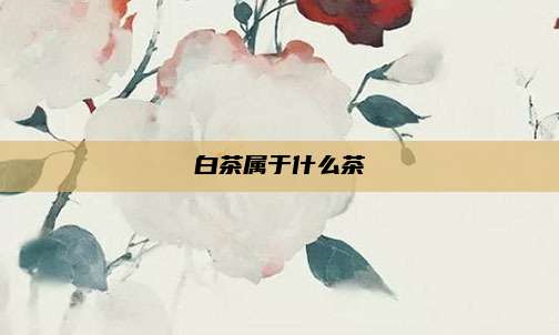 白茶属于什么茶